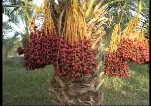 برداشت خرما ازسطح باغات سیستان و بلوچستان