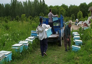آغاز کوچ زنبورداران مراغه ای به مراتع شمال غرب