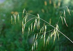روش عجیب برداشت توت فرنگی! +فیلم