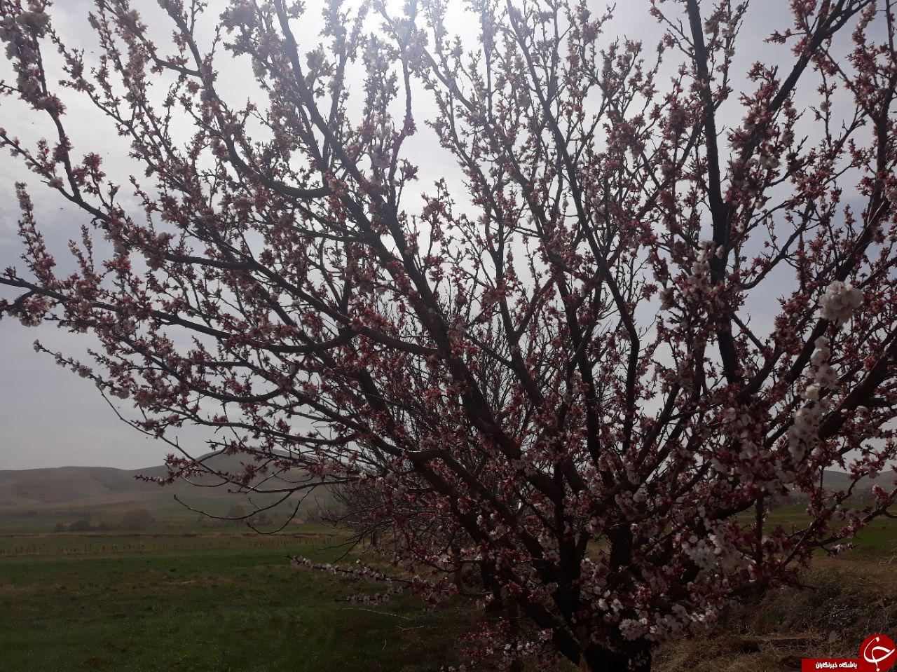 شکوفایی درختان در روستای گل زرد + تصاویر