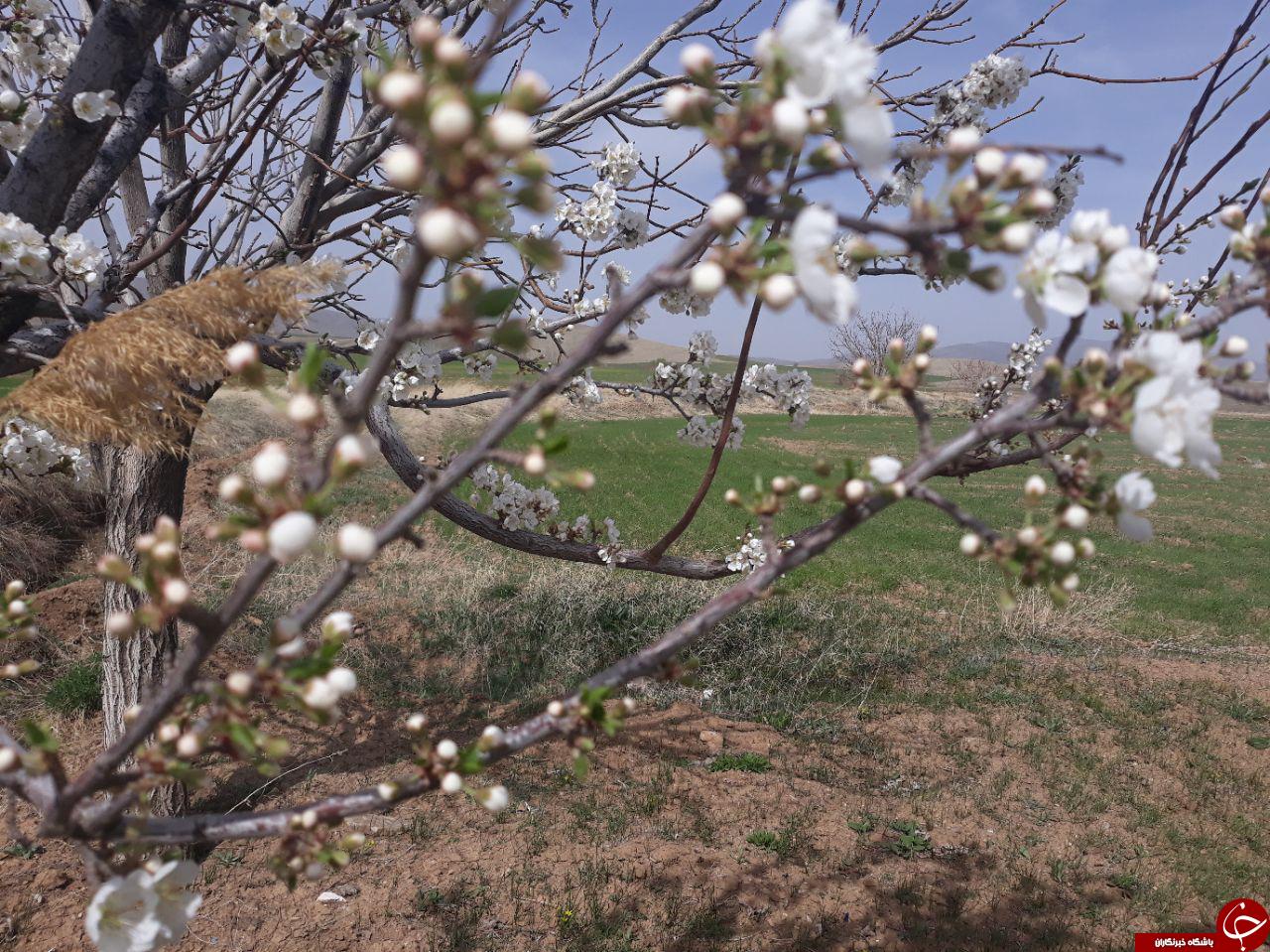 شکوفایی درختان در روستای گل زرد + تصاویر