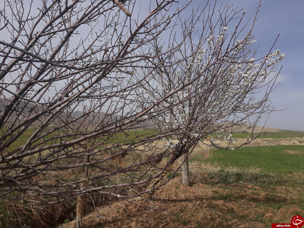 شکوفایی درختان در روستای گل زرد + تصاویر
