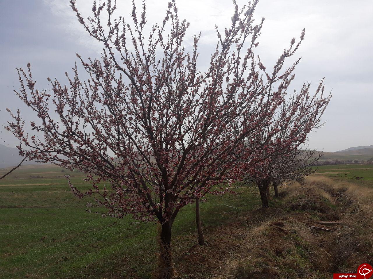 شکوفایی درختان در روستای گل زرد + تصاویر