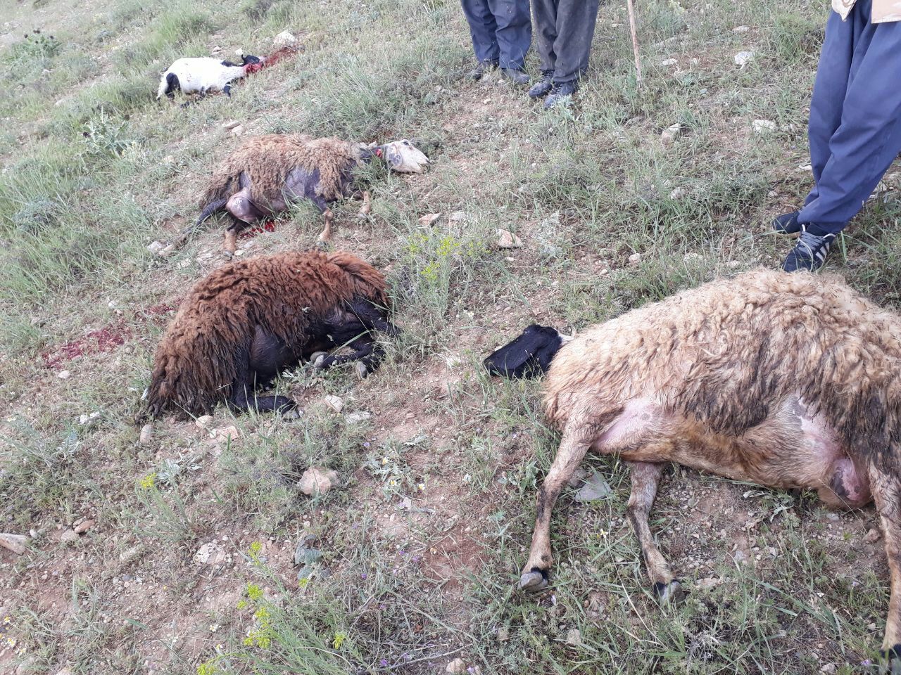 حمله به یک طلبه در اهواز/ جاده چالوس و هراز یکطرفه می&zwnj;شود/ درگیری ماموران شهرداری زنجان با سازنده غیر مجاز