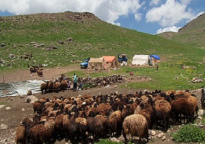 آغاز کوچ عشایر به مراتع سهند در آذربایجان شرقی
