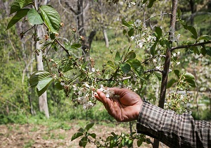 ۳۲۰ میلیارد ریال غرامت به باغداران قزوینی پرداخت می‌شود