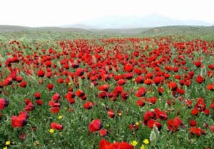 نمایی از دشت زیبای لاله‌ها در «دولت‌آباد» + فیلم