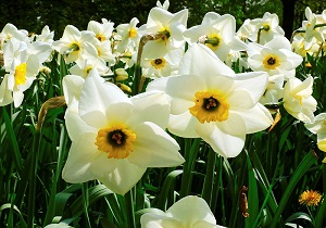اختصاص ۳۰۰ میلیون تسهیلات برای نرگس کاران خوسفی
