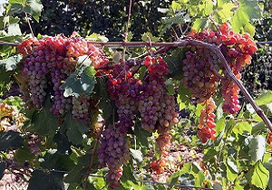 آغاز برداشت انگور یاقوتی در کرمانشاه