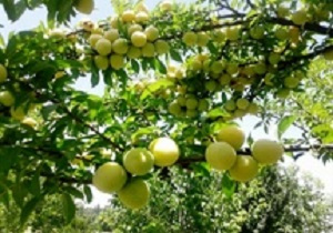 محصولات باغی کشت و صنعت مغان 30 درصد خسارت دید
