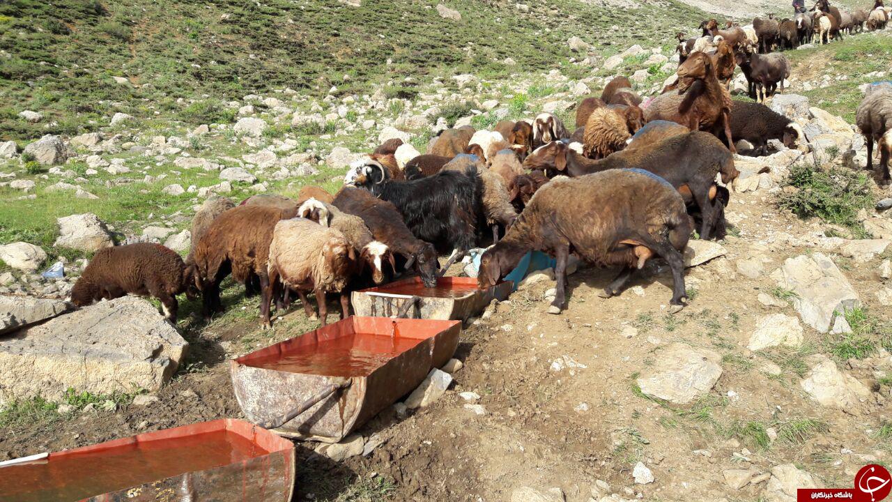 نگاهی به زندگی دامداران اسلام آبادعلیا در قاب دوبین + تصاویر