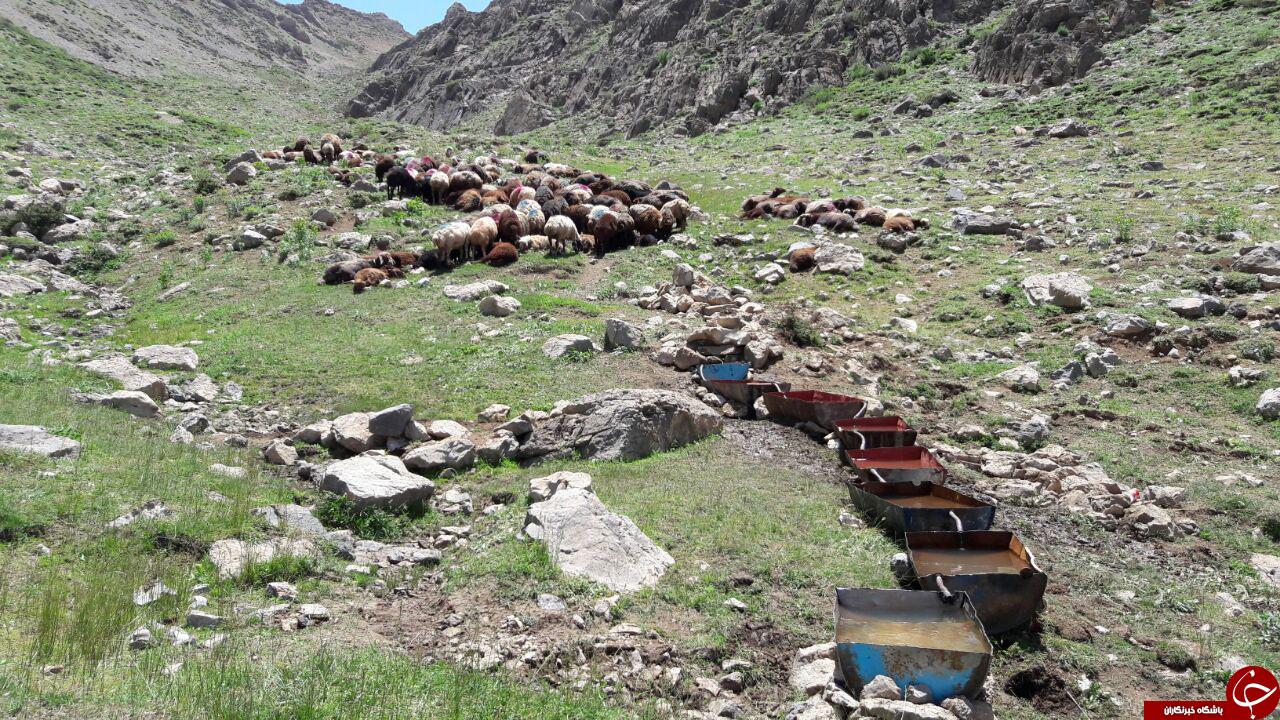 نگاهی به زندگی دامداران اسلام آبادعلیا در قاب دوبین + تصاویر