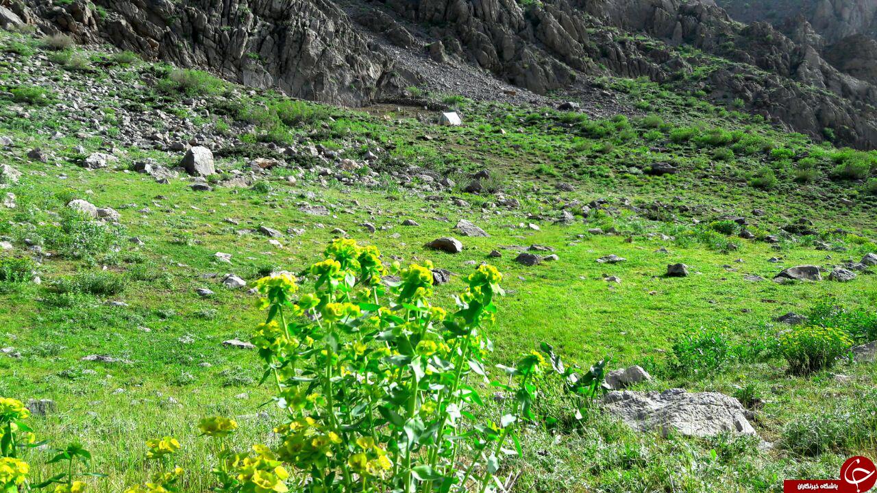 نگاهی به زندگی دامداران اسلام آبادعلیا در قاب دوبین + تصاویر