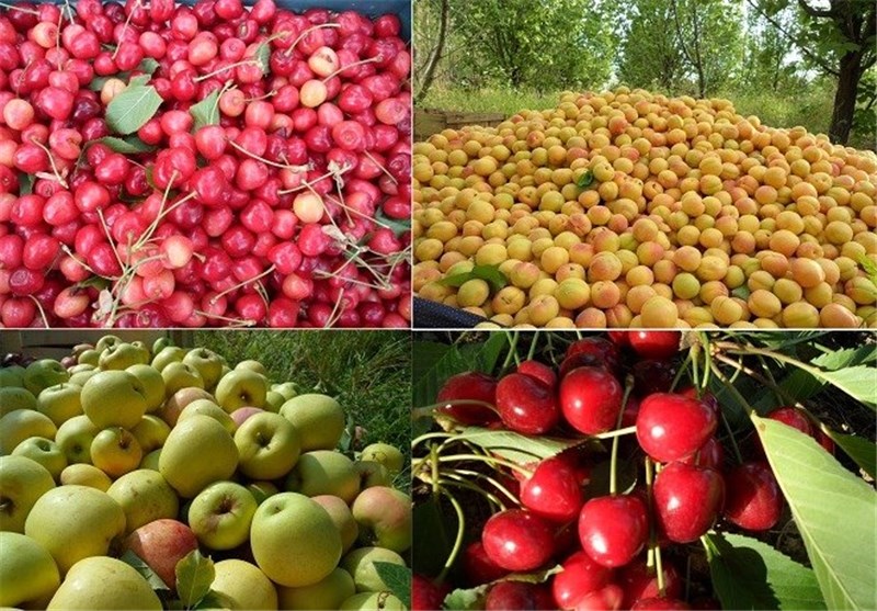 تولید بیش از ١١,٦ میلیون تن محصولات باغی در سال گذشته
