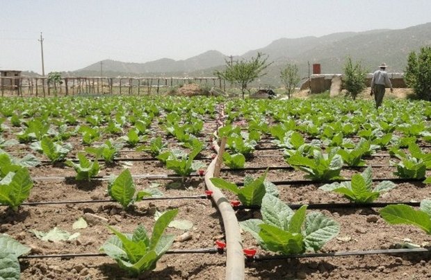 بهره برداری از ۷۳ پروژه جهاد کشاورزی در استان کردستان