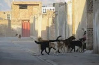 4 کودک مورد حمله سگ ها قرار گرفتند