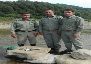 دستگیری یک صیاد غیرمجاز در آمل