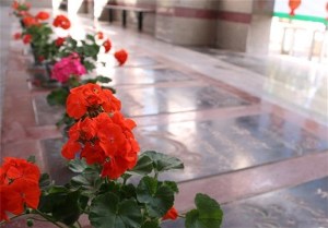 عطرافشانی و گلباران گلزار شهدای رشت