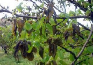 خسارت 100 درصدی محصولات گردوی شهرستان خلخال براثر سرمازدگی