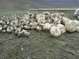 پیوستن خوزستان به لیست قربانیان قارچ سمی