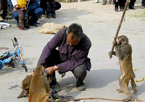 عاقبت زندگی مشترک هندی‌ها با میمون‌ها + فیلم