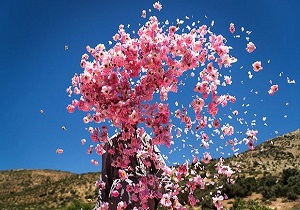 برداشت ۲۸۰ تن گل محمدی از باغ های لرستان پیش بینی می شود