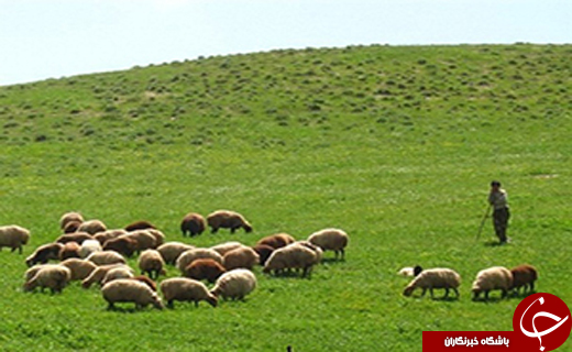 از حال نامساعد مراتع اردبیل تا بازای کساد، سهم فرش نفیس کردستان + فیلم