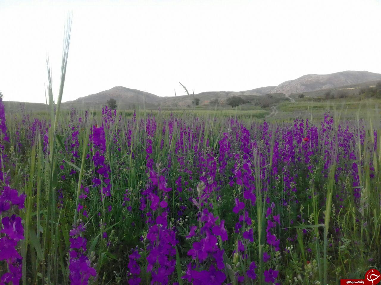 طبیعت دل&zwnj;انگیز روستای 