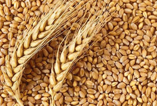 خرید تضمینی گندم از ۲۷ خرداد آغاز می‌شود