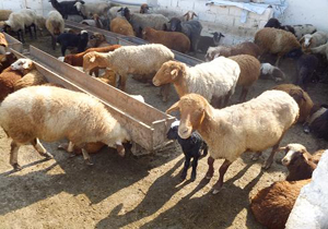 اصلاح نژاد بزهای تالی در چهار شهرستان هرمزگان