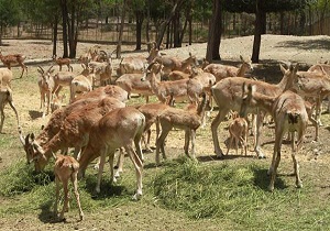 ایجاد بوستان حیات وحش در گواب خوسف