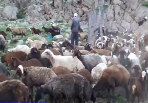 گوشه‌ای از زندگی دامداران روستای "اسلام‌آباد علیا" + فیلم