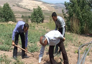 هزینه میلیاردی برای نهال کاری در زمین‌های شیب دارمازندران