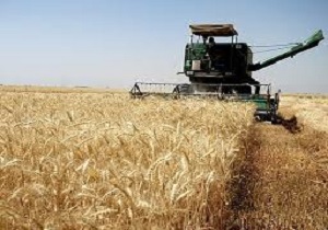 پیش بینی برداشت 85 هزار تن گندم در شهرستان اردبیل