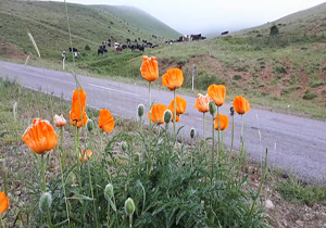 از تماشای طبیعت زیبا و بکر "انجلین" لذت ببرید + فیلم