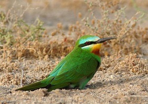هجوم سبزقبا عامل کاهش 50 درصدی تولید عسل بهاره در خوزستان