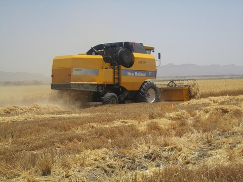 52 هزار تن گندم و کلزا به صورت تضمینی در خراسان رضوی خریداری شد