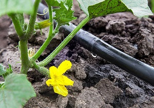 روش جالب دو برادر برای تبدیل  بیابان به مزرعه + فیلم