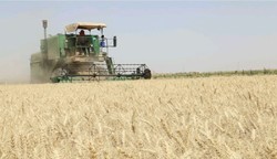آغاز برداشت خوشه&zwnj;های طلایی گندم از سطح 800 هکتار از مزارع کشاورزی شهرستان گناباد