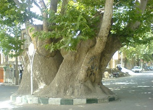 ثبت ملی ۵ درخت کهنسال چنار و گردو در استان مرکزی