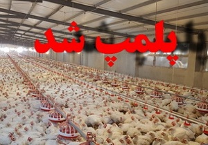 پلمپ یک واحد مرغداری به دلیل تخلف از ضوابط بهداشتی دامپزشکی در شهرستان گرمسار