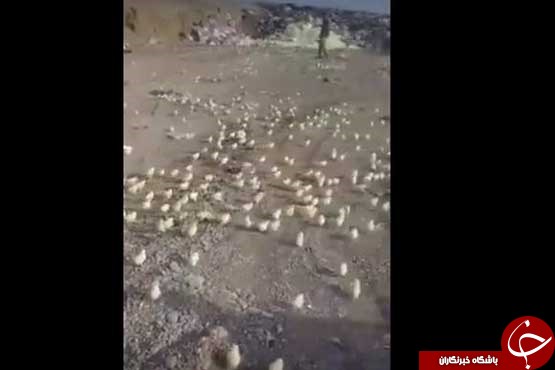 جوجه شدن صدها تخم&zwnj;مرغ&zwnj; دور ریخته شده!+ عکس