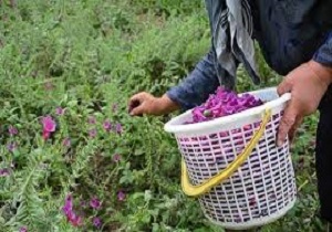 آغاز برداشت گل گاوزبان از مزارع الموت