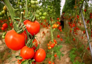 تولید ۴۹ هزار تن محصولات باغی درسال ۹۶