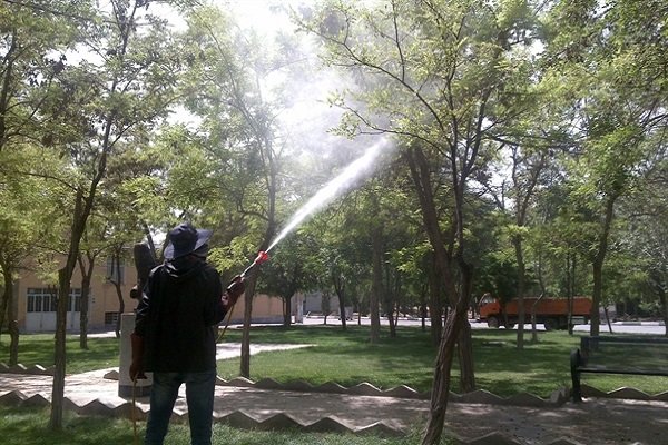 سم پاشی در فصول گرم جمعیت سفید بالک‌ها را افزایش می‌دهد