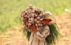 شهرستان طارم تامین کننده 40 درصد سیر کشور