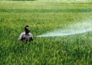 مبارزه با پوره سن غلات در مزارع کشاورزی بوئین زهرا