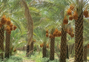 تمدید مهلت بیمه نخیلات در خوزستان