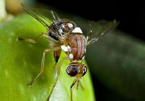 آغاز اجرای طرح مبارزه با آفت مگس مدیترانه‌ای در باغات استان یزد