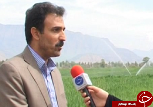 کاشت ارقام اصلاح شده نخود در لرستان/ تغییر سیستم کشت از بهار به پاییزه  برای کاهش مصرف آب در بخش کشاورزی + تصاویر
